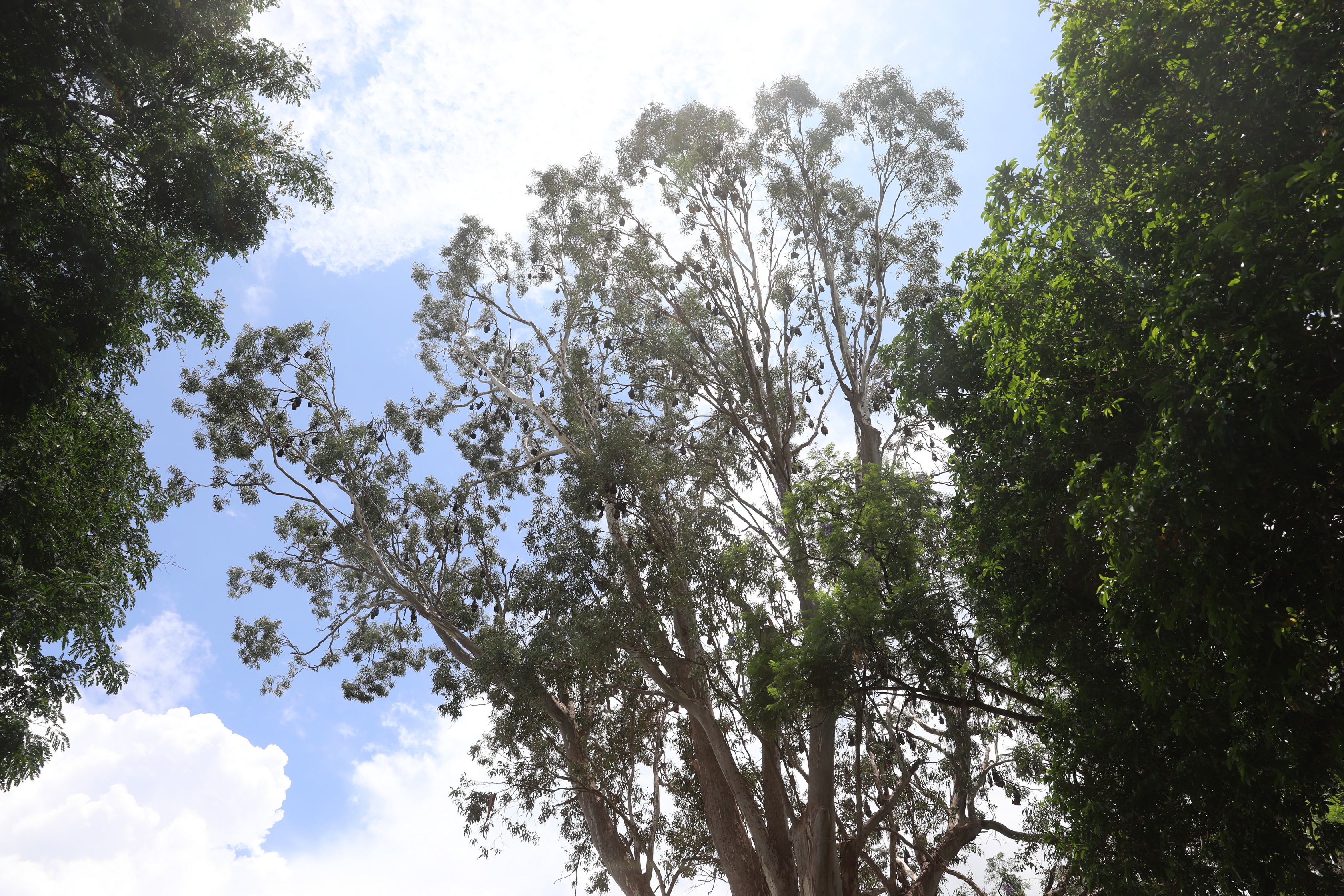 Flying-foxes / Fruit Bats